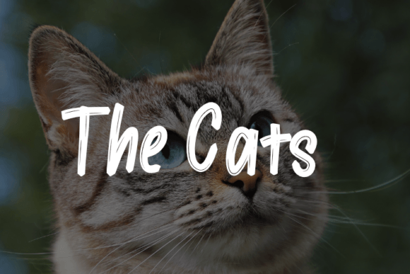 Why The Cats Font is a Purrfect Tool for Your Brand